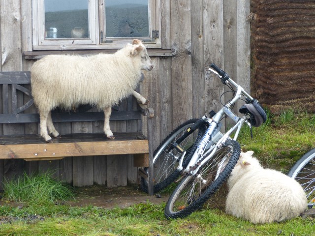 Icelandic sheep's sense of humor  