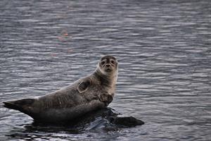 A seal near the shore