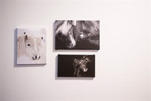 Photos of the Icelandic horse decorate the walls of the guesthouse. 