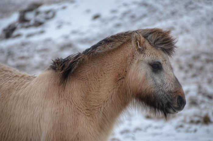 Fuzzy Horse in Iceland ©Landlopers