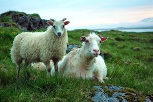The Icelandic sheep family