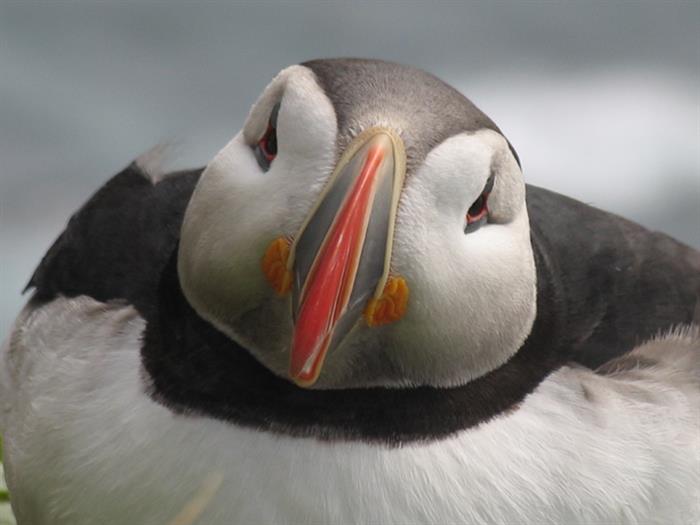 Puffin in East Iceland.jpg