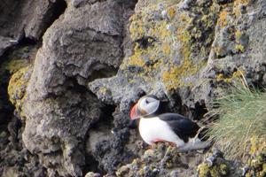 The largest puffin colony in the world