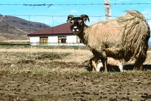 Sheep after the shearing: 