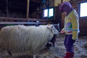 Petting the sheep