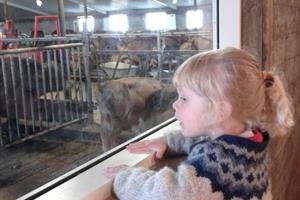 At the café, one can observe the life in the cowshed through the windows