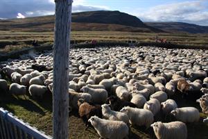 Sheep round-up in autumn