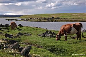 Cows by lake Mývatn
