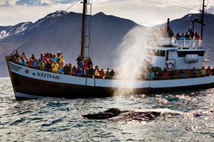 Humpback whale blowing by Náttfari 