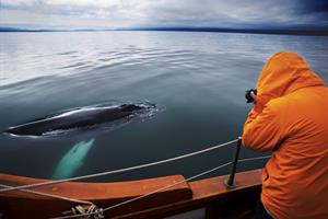 Whale watching with North Sailing in North Iceland