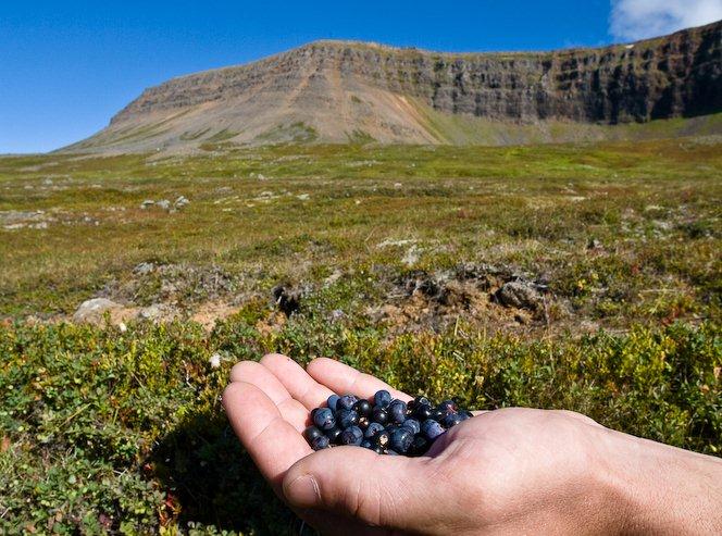 Berry picking in Iceland's Westfjords