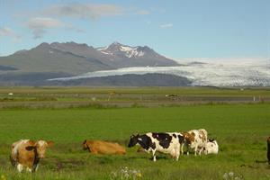 Fláajökull Glacier and cows