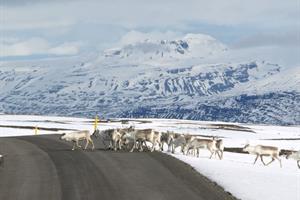 Herd of Reindeers in East Iceland