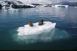 Seals resting on the ice 