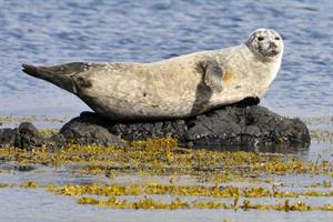 Seal resting by Vatnsnes Peninsula, North Iceland.